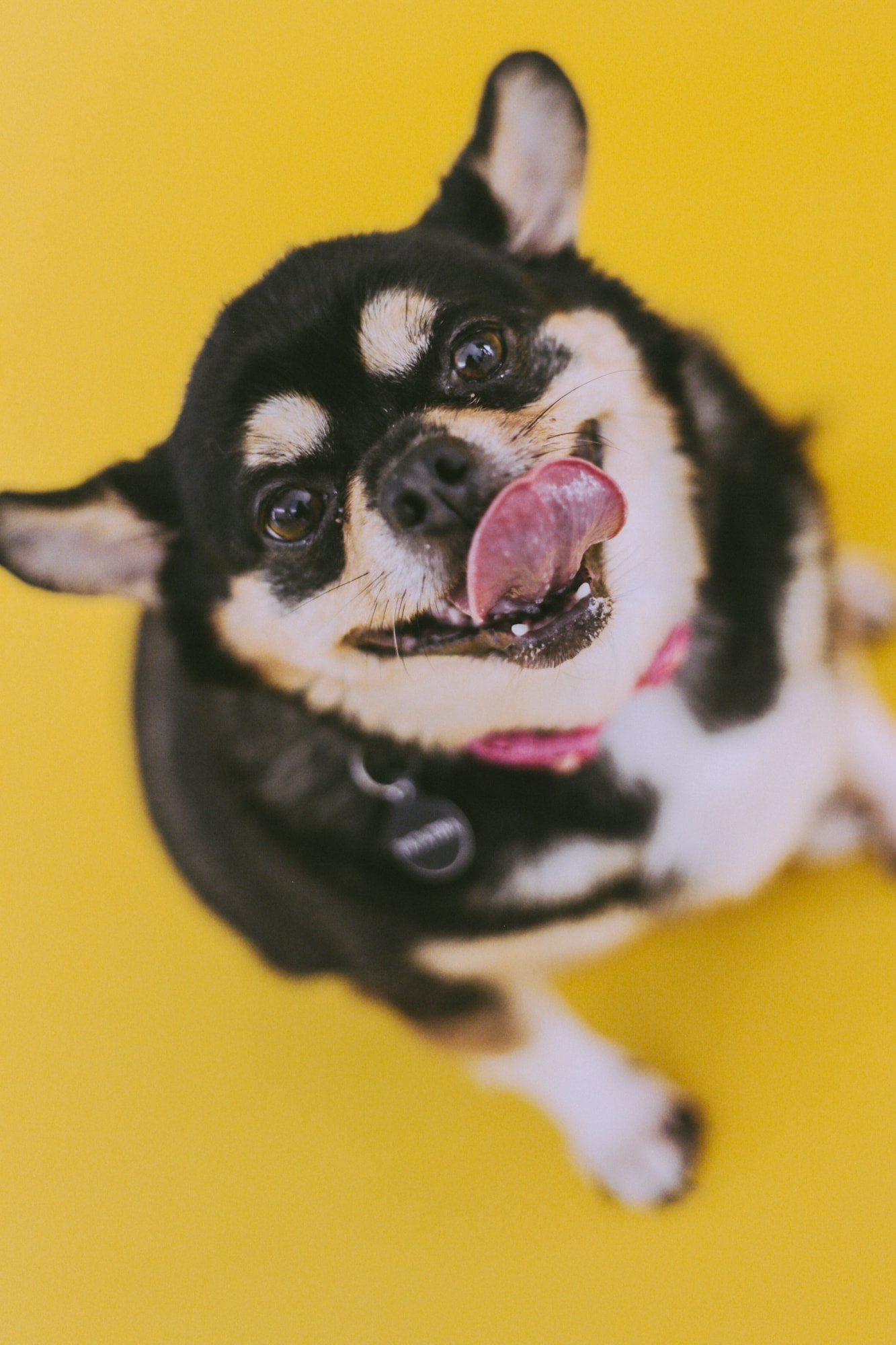 Chihuahua rescatado en Otoch Malix