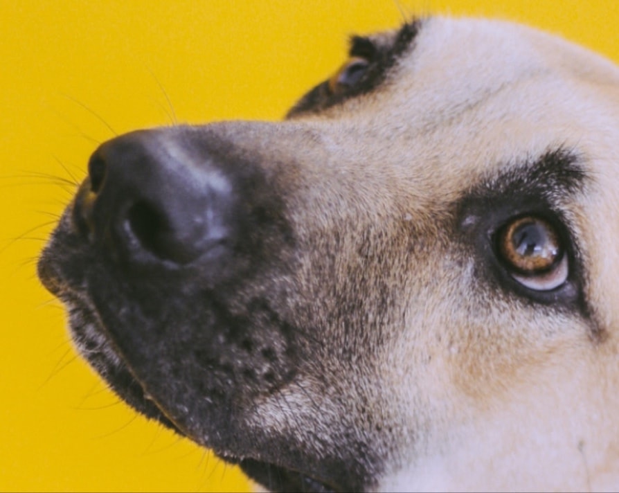 Perro labrador rescatado en Otoch Malix
